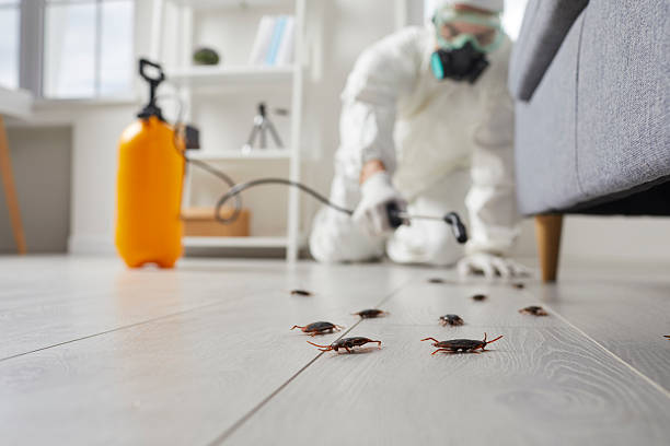 Commercial Rodent Management in Granby